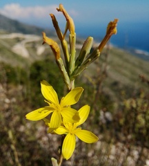 Lactuca viminea ramosissima