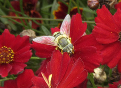 Eristalis stipator
