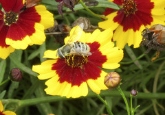 Eristalis stipator