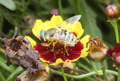 Eristalis stipator