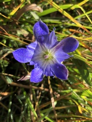 Gentiana