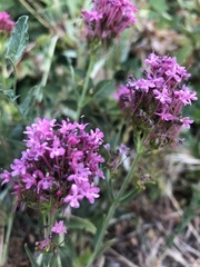 Centranthus