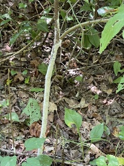 Beauveria bassiana