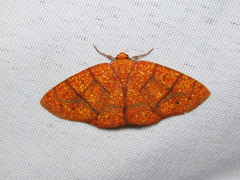 Periclina