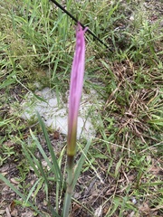 Zephyranthes simpsonii