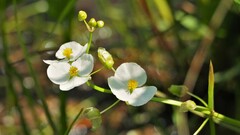 Sagittaria graminea