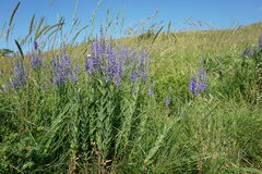 Veronica spuria