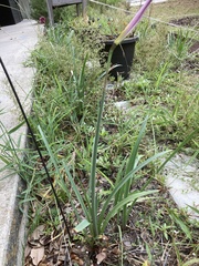 Zephyranthes simpsonii