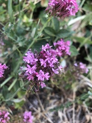 Centranthus
