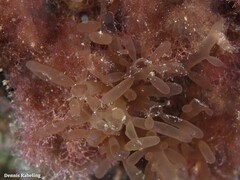 Botryocladia