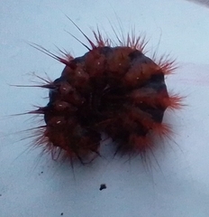 Acronicta auricoma