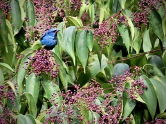Dacnis cayana