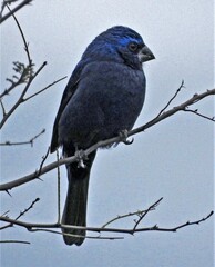 Cyanoloxia brissonii