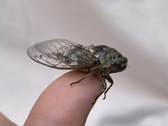 Neotibicen