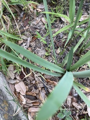 Zephyranthes simpsonii