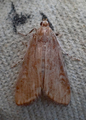 Elophila gyralis