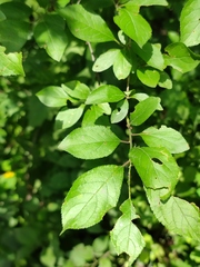 Prunus spinosa