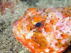 Scorpaena porcus
