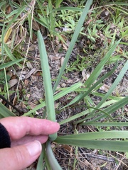 Zephyranthes simpsonii