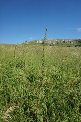 Verbascum spectabile