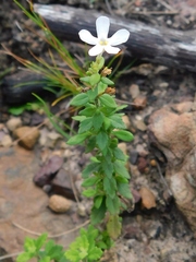 Chaenostoma hispidum