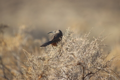 Toxostoma crissale
