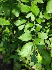 Prunus spinosa