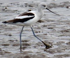 Recurvirostra americana