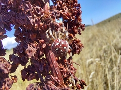 Araneus quadratus