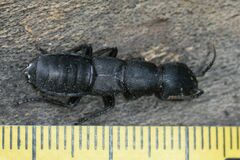 Ocypus tenebricosus