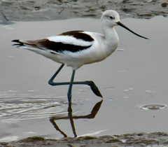 Recurvirostra americana