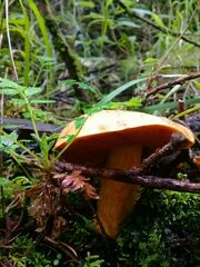 Suillus
