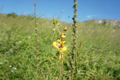 Verbascum spectabile