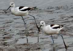 Recurvirostra americana