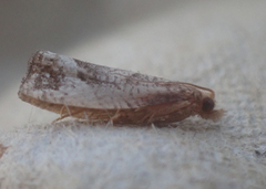 Tortricoidea