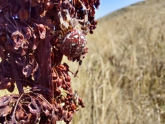 Araneus quadratus