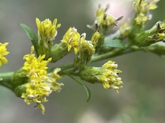 Solidago arguta