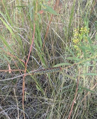Hyles euphorbiae