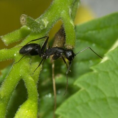 Camponotus compressus
