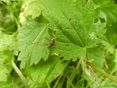 Dicranopalpus