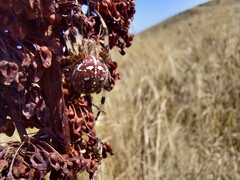 Araneus quadratus