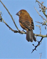 Cyanoloxia brissonii