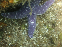Pisaster ochraceus