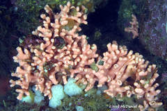 Stylaster verrillii