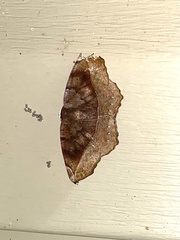 Eutrapela clemataria