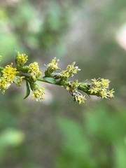 Solidago arguta