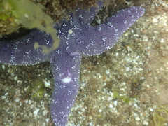 Pisaster ochraceus