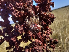 Araneus quadratus