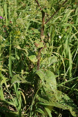 Verbascum spectabile