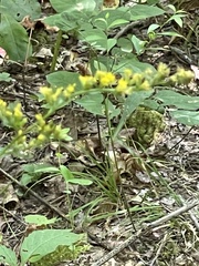 Solidago arguta